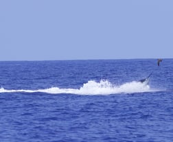 Fishing in Kaiminani, Hawaii