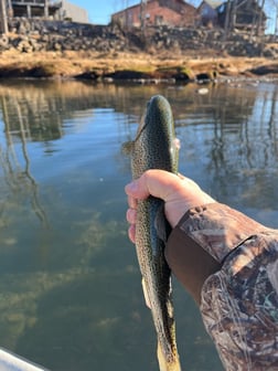 Fishing in Heber Springs, Arkansas