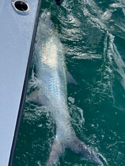 Fishing in Boca Grande, Florida