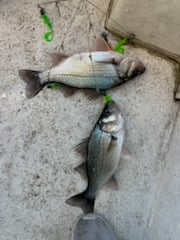 Fishing in Denver, North Carolina