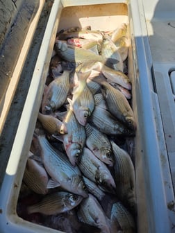 Fishing in Tolar, Texas