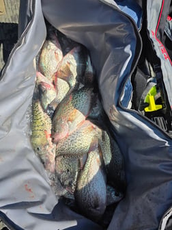 Fishing in Harrison, Tennessee