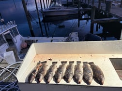 Fishing in Montauk, New York