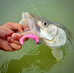 Fishing in Tavernier, Florida