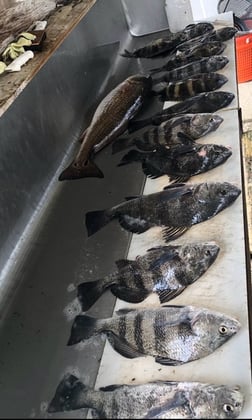 Fishing in D'Iberville, Mississippi