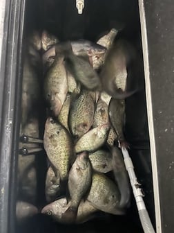 Fishing in Willis, Texas