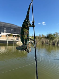 Fishing in Cape Coral, Florida