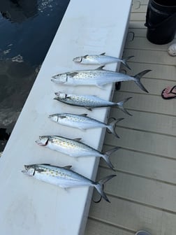 Fishing in Panama City Beach, Florida