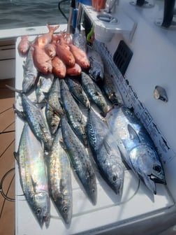 Fishing in Gulf Breeze, Florida