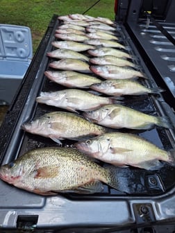 Fishing in Bee Branch, Arkansas