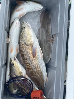 Fishing in Corpus Christi, Texas
