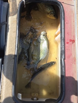 Fishing in Mosinee, Wisconsin