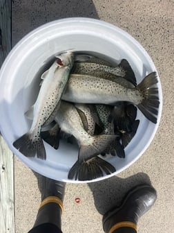 Fishing in Orange Beach, Alabama