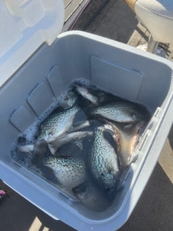 Fishing in Alba, Texas