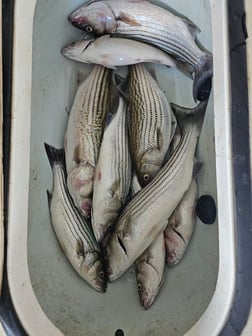 Fishing in Kingston, Oklahoma