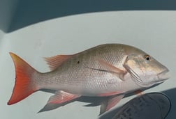 Fishing in Marathon, Florida