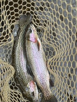 Fishing in Broken Bow, Oklahoma