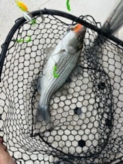 Fishing in Denver, North Carolina