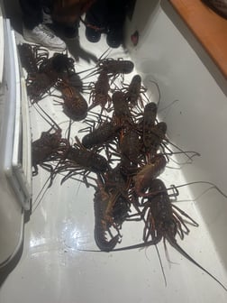 Fishing in Long Beach, California