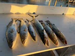 Fishing in Chokoloskee, Florida