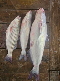 Fishing in Kingston, Oklahoma