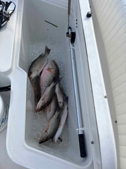 Fishing in Stock Island, Florida