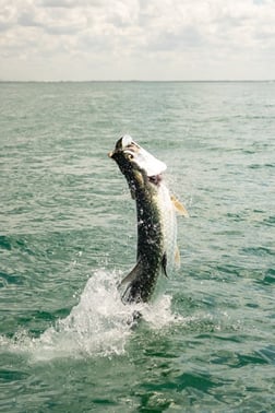 Fishing in St. Petersburg, Florida