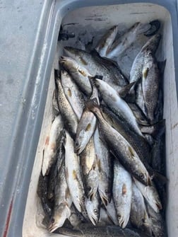 Fishing in Lafitte, Louisiana
