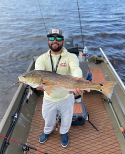 Mangrove Snapper fishing in Holmes Beach, Florida