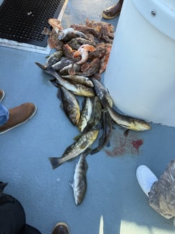 Fishing in Marina del Rey, California