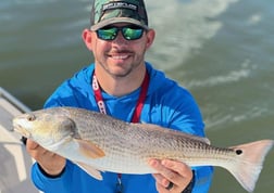 Black Drum, Mangrove Snapper, Redfish, Speckled Trout / Spotted Seatrout fishing in Galveston, Texas