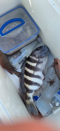 Fishing in Sarasota, Florida