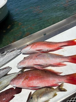 Fishing in Riviera Beach, Florida
