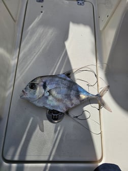 Fishing in St. Augustine, Florida