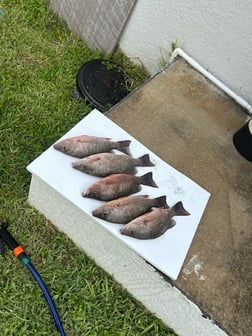Fishing in Fort Myers Beach, Florida