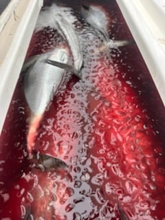 Fishing in Palmas del Mar, Puerto Rico