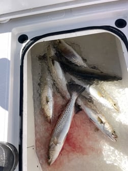 Fishing in Orange Beach, Alabama