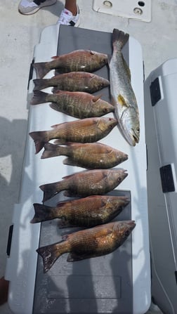 Fishing in Sarasota, Florida