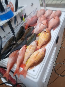 Fishing in Gulf Breeze, Florida