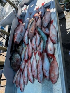 Gag Grouper Fishing in Panama City, Florida