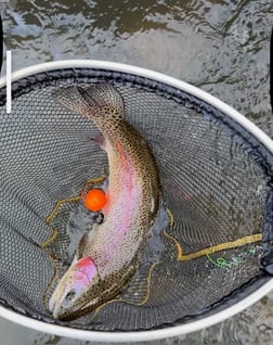 Fishing in Hume, California