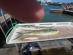 Fishing in Riviera Beach, Florida