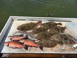 Fishing in Largo, Florida