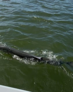 Fishing in Apalachicola, Florida