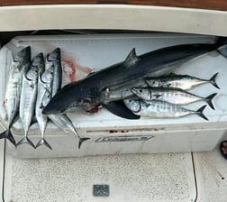 Fishing in Dana Point, California