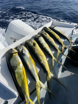 Fishing in Fort Lauderdale, Florida
