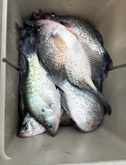 Fishing in Willis, Texas