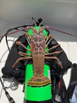 Fishing in Key West, Florida