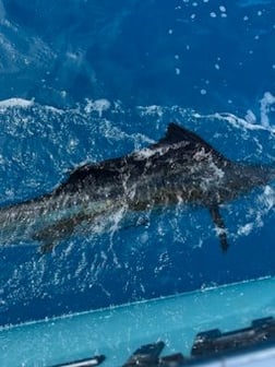 Fishing in Key Biscayne, Florida