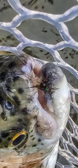 Fishing in Broken Bow, Oklahoma